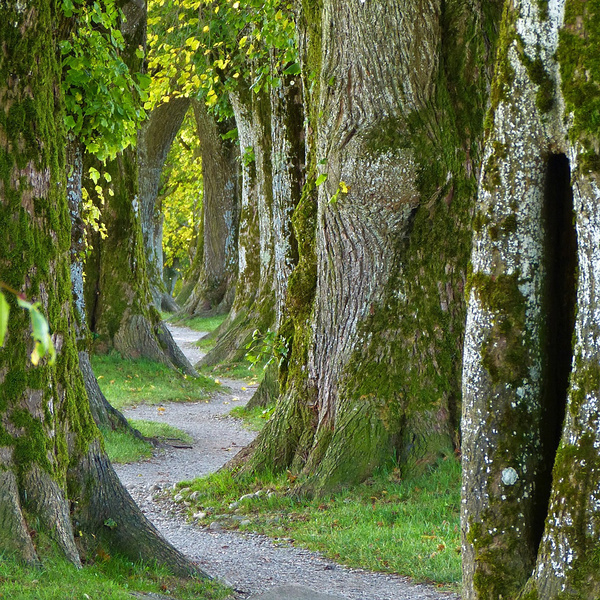 Weg zum Seelsorgeteam / © silviarita/pixabay.com/Pixabay License Weg zum Seelsorgeteam