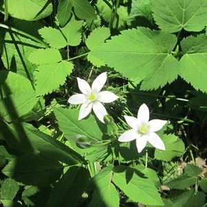Kräuterspaziergang