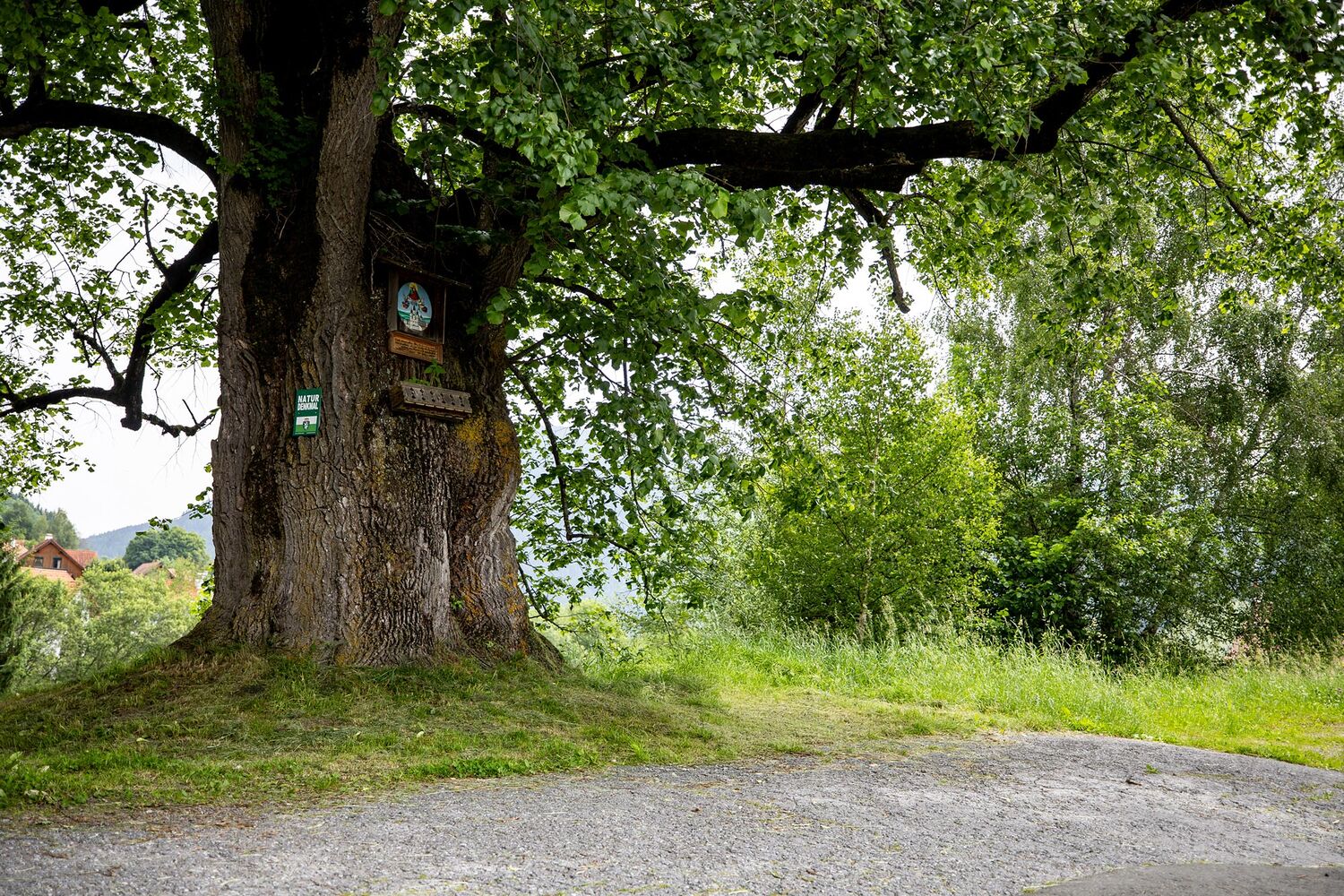 Mariazeller Linde (bearbeitet)