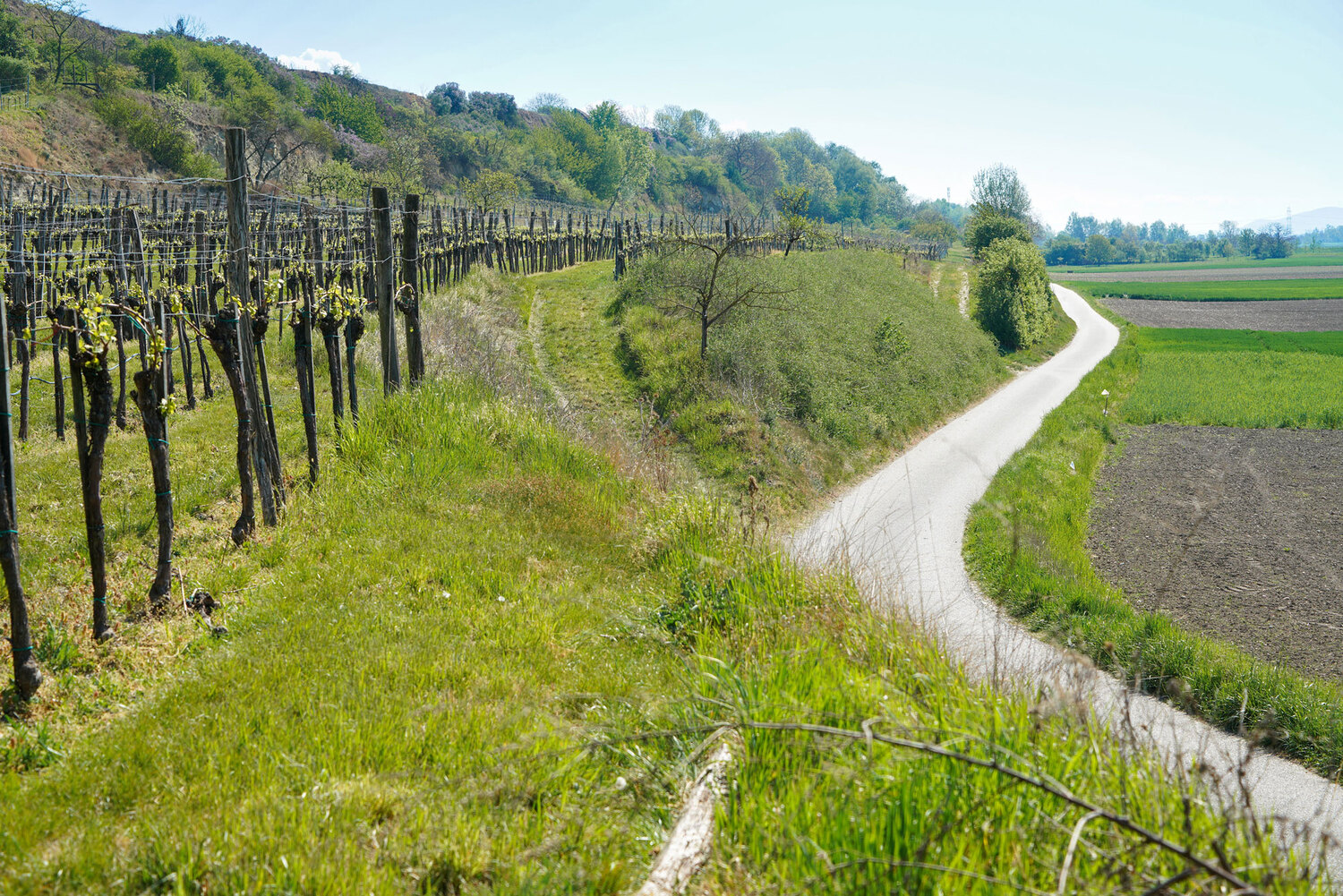 Weinberge