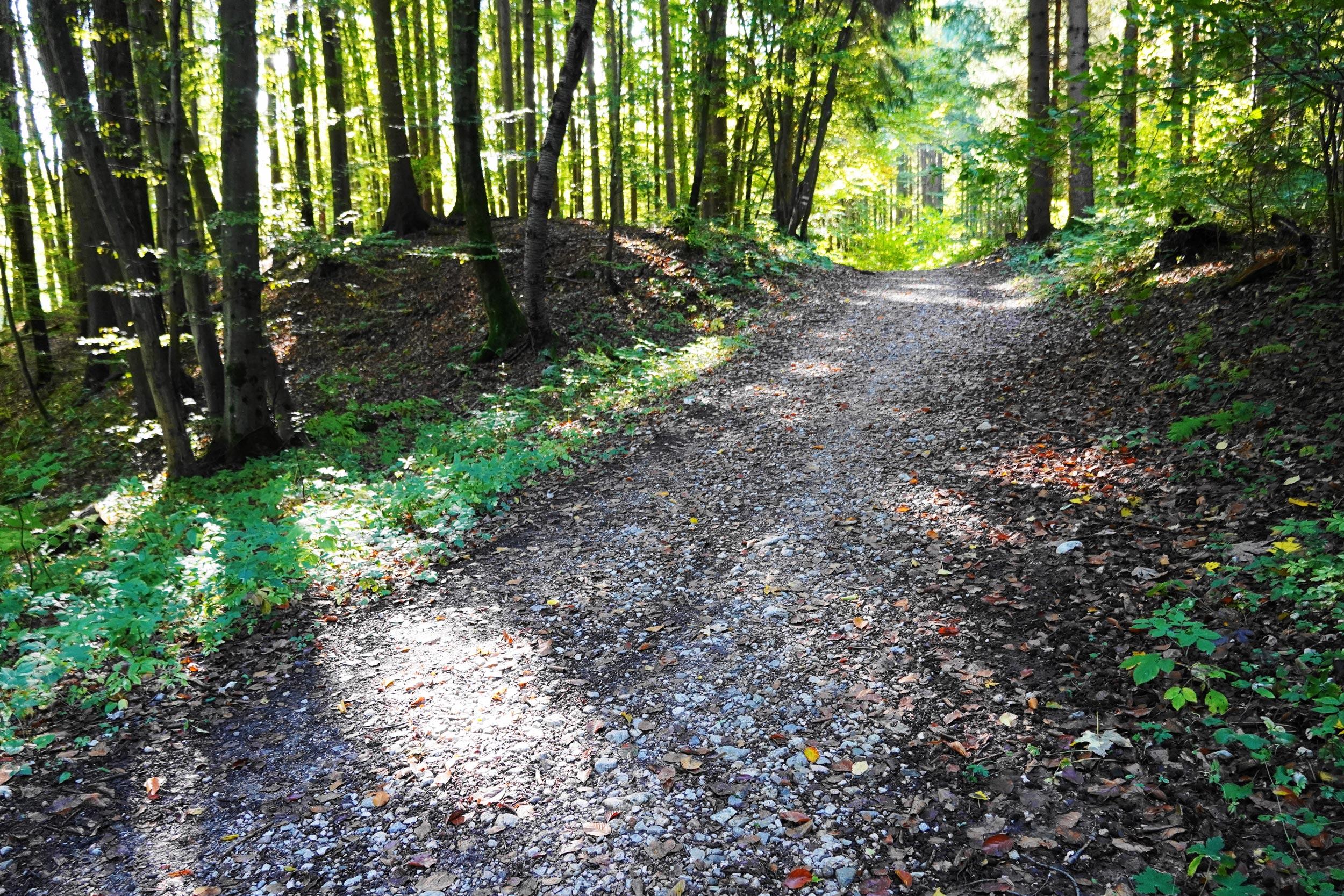 Pilgern auf dem Weg des Buches